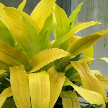Dracaena hybrid 'Limelight' - Limelight Draceana Dracaena hybrid 'Limelight' - Limelight Draceana