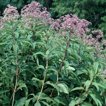 Eupatorium purpureum 'Gateway' - Gateway Joe Pye Weed Eupatorium purpureum 'Gateway' - Gateway Joe Pye Weed
