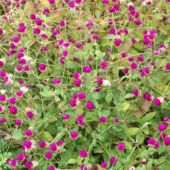 Gomphrena globosa 'Purple' - Globe Amaranth Gomphrena globosa 'Purple' - Globe Amaranth