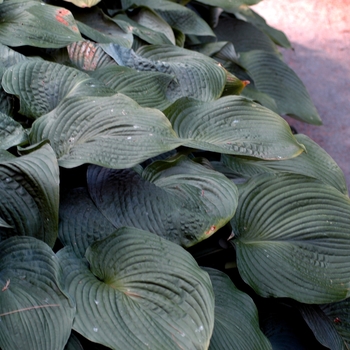 Hosta 'Blue Angel' - Blue Angel Hosta