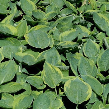 Hosta 'Tokudama Flavocircinalis' - Tokudama Flavocircinalis Hosta Hosta 'Tokudama Flavocircinalis' - Tokudama Flavocircinalis Hosta