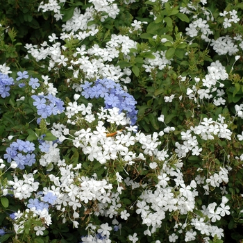 Plumbago auriculata - Plumbago Plumbago auriculata - Plumbago