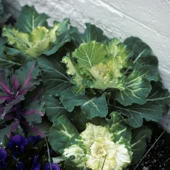 Brassica oleracea - Ornamental Kale Brassica oleracea - Ornamental Kale