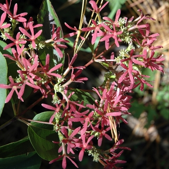 Heptacodium miconioides - Seven Son Flower