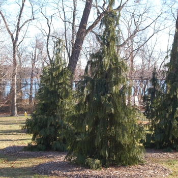 Chamaecyparis nootkatensis 'Pendula' - Weeping Alaska Cedar