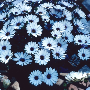 Osteospermum hybrid - Margarita White Osteospermum hybrid - Margarita White