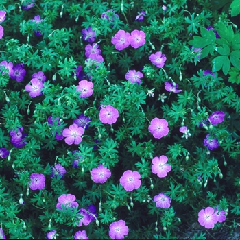 Geranium sanguineum - Cranesbill Geranium sanguineum - Cranesbill