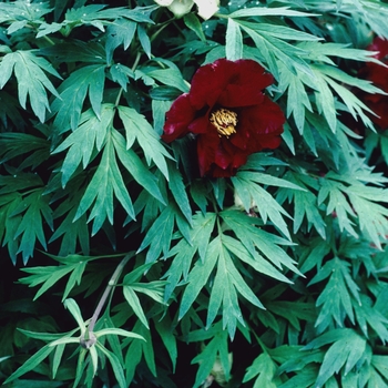 Paeonia suffruticosa 'Banquet' - Tree Peony Paeonia suffruticosa 'Banquet' - Tree Peony