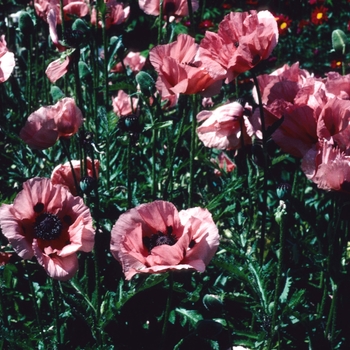 Papaver orientale 'Princess Victoria Louise' - Oriental poppy Papaver orientale 'Princess Victoria Louise' - Oriental poppy