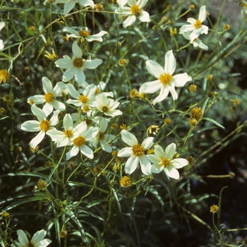 Bidens heterophylla - White Delight Bidens Bidens heterophylla - White Delight Bidens