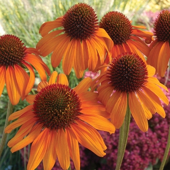 Echinacea 'Tiki Torch' - Prairie Pillars™ Coneflower Echinacea 'Tiki Torch' - Prairie Pillars™ Coneflower