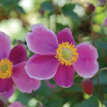 Anemone 'September Charm' - September Charm Windflower