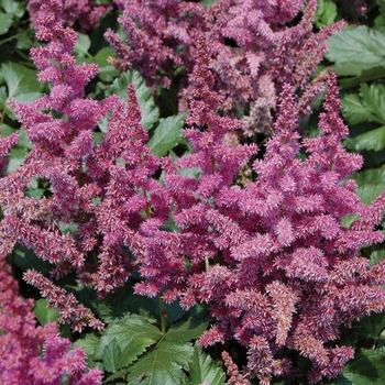 Astilbe chinensis 'Visions' - Chinese Astilbe Astilbe chinensis 'Visions' - Chinese Astilbe