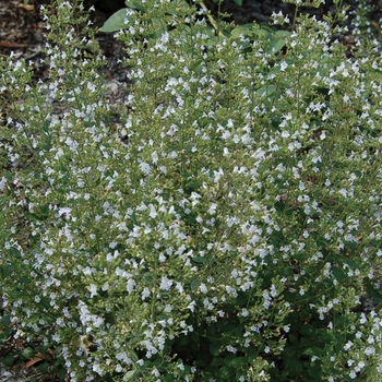 Calamintha nepeta ssp nepeta - Calamint