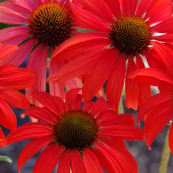 Echinacea 'Tomato Soup' - Tomato Soup Coneflower Echinacea 'Tomato Soup' - Tomato Soup Coneflower