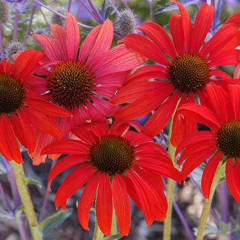 Echinacea 'Tomato Soup' - Tomato Soup Coneflower