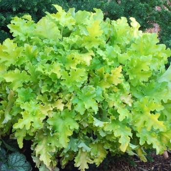 Heuchera 'Lime Marmalade' - Lime Marmalade Coral Bell Heuchera 'Lime Marmalade' - Lime Marmalade Coral Bell