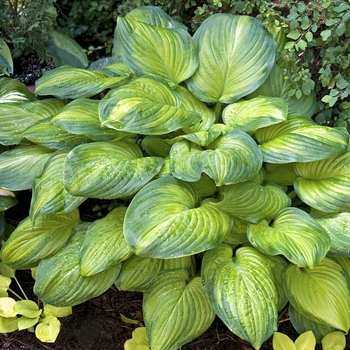 Hosta 'Guacamole' - Guacamole Hosta Hosta 'Guacamole' - Guacamole Hosta