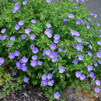 Geranium 'Rozanne' - Rozanne Geranium Geranium 'Rozanne' - Rozanne Geranium