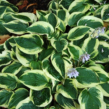 Hosta 'Wide Brim' - Wide Brim Hosta Hosta 'Wide Brim' - Wide Brim Hosta