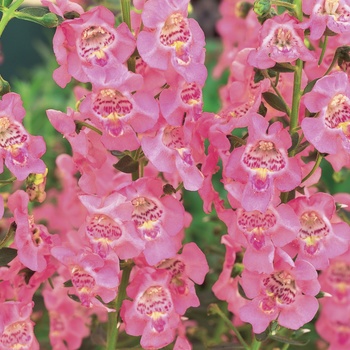 Angelonia hybrid - Angelface™ Perfectly Pink Angelonia hybrid - Angelface™ Perfectly Pink