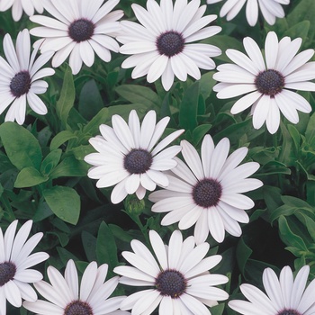 Osteospermum hybrid - Soprano® White Osteospermum hybrid - Soprano® White