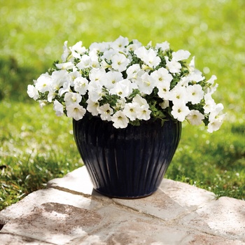 Petunia hybrid - Supertunia® White Petunia hybrid - Supertunia® White