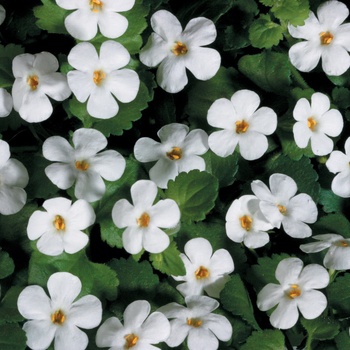 Sutera cordata - Snowstorm® Giant Snowflake® Sutera cordata - Snowstorm® Giant Snowflake®
