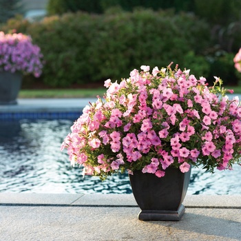 Petunia hybrid - Supertunia Vista® Bubblegum® Petunia hybrid - Supertunia Vista® Bubblegum®