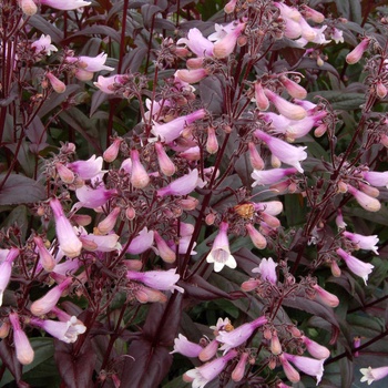 Penstemon 'Dark Towers' - Dark Towers Penstemon