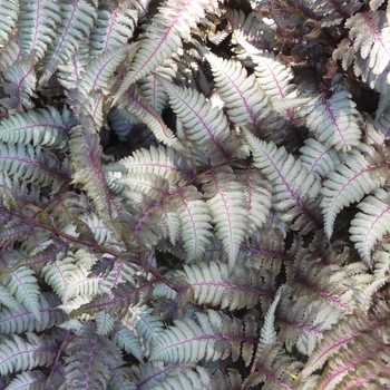 Athyrium niponicum 'Pictum' (Japanese Painted Fern) - Pictum Japanese Painted Fern