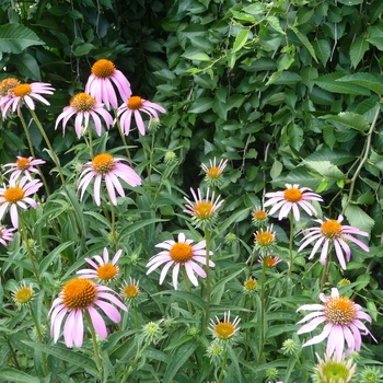 Echinacea purpurea - Purple Coneflower