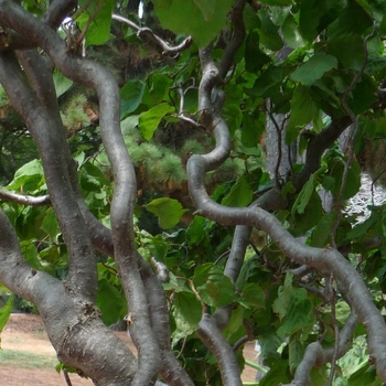 Corylus avellana - Harry Lauder's Walking Stick