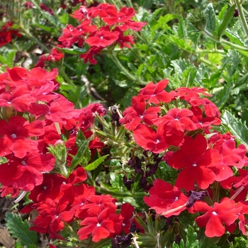 Verbena hybrid - Lanai® Dark Red Verbena hybrid - Lanai® Dark Red