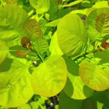 Cotinus coggygria 'Ancot' - Golden Spirit Smokebush
