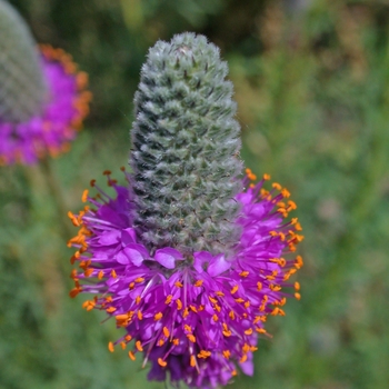 Dalea purpurea - Purple Prairie Clover Dalea purpurea - Purple Prairie Clover