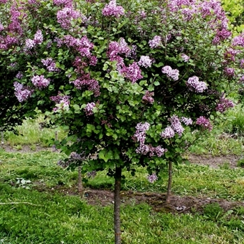Syringa 'SMSJBP7' - Bloomerang® Dark Purple Lilac