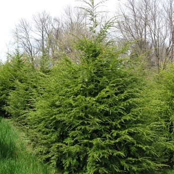 Tsuga canadensis - Canadian Hemlock