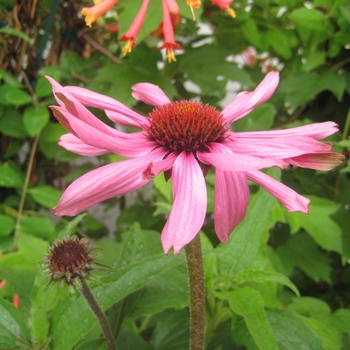 Echinacea tennesseensis - Tennessee Coneflower Echinacea tennesseensis - Tennessee Coneflower