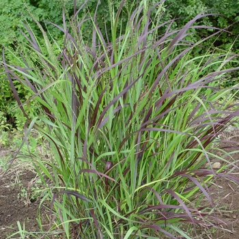 Panicum virgatum ''Shenandoah'' - Shenandoah Switch Grass Panicum virgatum ''Shenandoah'' - Shenandoah Switch Grass