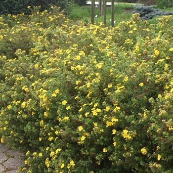 Potentilla fruticosa 'Goldfinger' - Goldfinger Potentilla