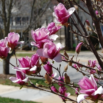 Magnolia x Ann - Ann Magnolia Magnolia x Ann - Ann Magnolia