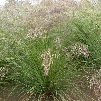 Sporobolus heterolepis - Prairie Dropseed Sporobolus heterolepis - Prairie Dropseed