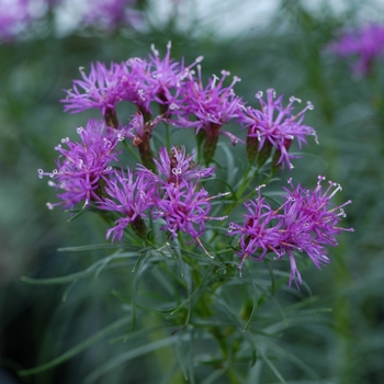 Vernonia lettermanii 'Iron butterfly' - Iron Butterfly Ironweed