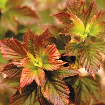 Viburnum trilobum 'JN Select Redwing' - Redwing Cranberry Viburnum