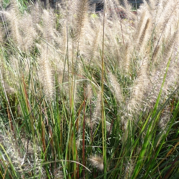 Pennisetum alopecuroides 'Cassian' - Cassian Dwarf Fountain Grass