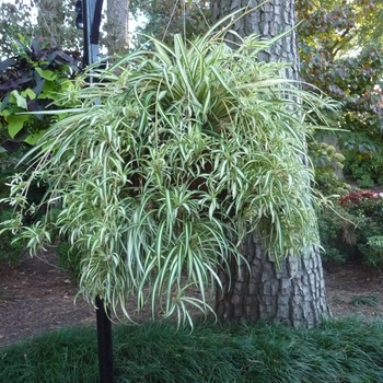 Chlorophytum comosum 'Milky Way' - Milky Way Spider Plant Chlorophytum comosum 'Milky Way' - Milky Way Spider Plant