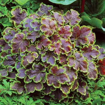 Heucherella 'Solar Eclipse' - Variegated Foamy Bells Heucherella 'Solar Eclipse' - Variegated Foamy Bells