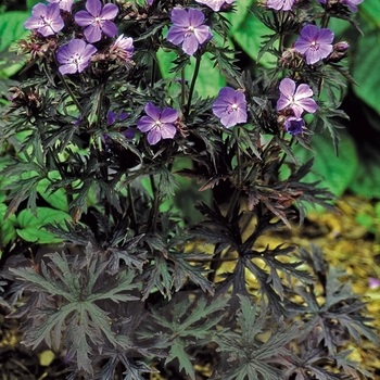 Geranium pratense 'Dark Reiter' - Dark Reiter Geranium Geranium pratense 'Dark Reiter' - Dark Reiter Geranium