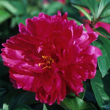 Paeonia 'Karl Rosenfield' - Karl Rosenfield Peony